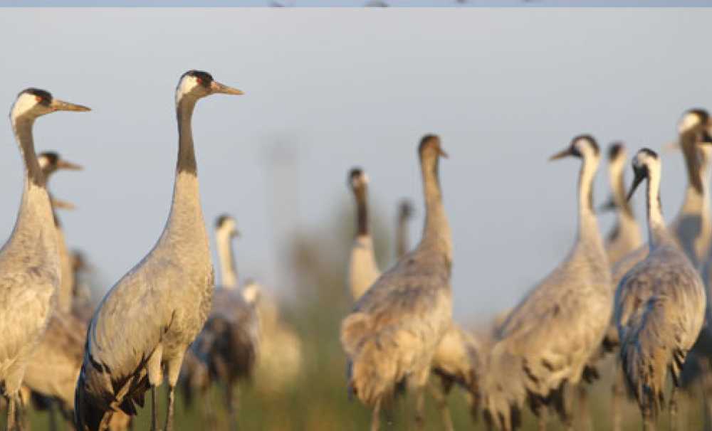 10 bin turnanın yolu Çukurova Deltası’nda kesişiyor, umutları yeşertiyor