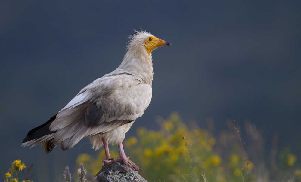 Akbaba Üreme Alanına Termik Santral 