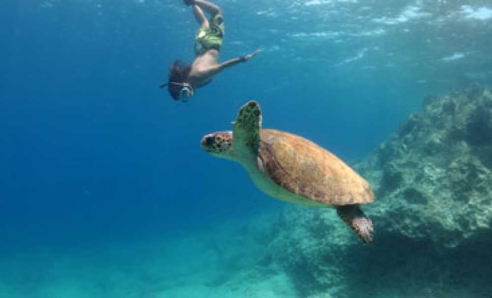 Caretta caretta’lardan güzel haber var