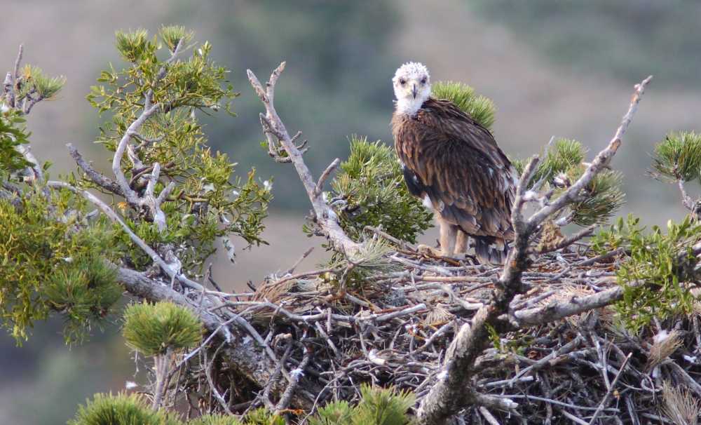 Doğa Derneği ve Adım Adım Gönüllüleri 38. İstanbul Maratonu’nda Şah Kartalların Yaşaması İçin Koşacak