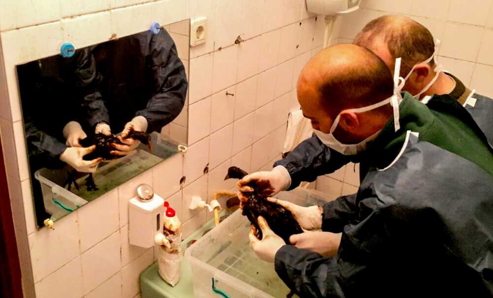 Kocaeli’deki fuel oil sızıntısı biyolojik çeşitliliği ve insan sağlığını tehdit ediyor